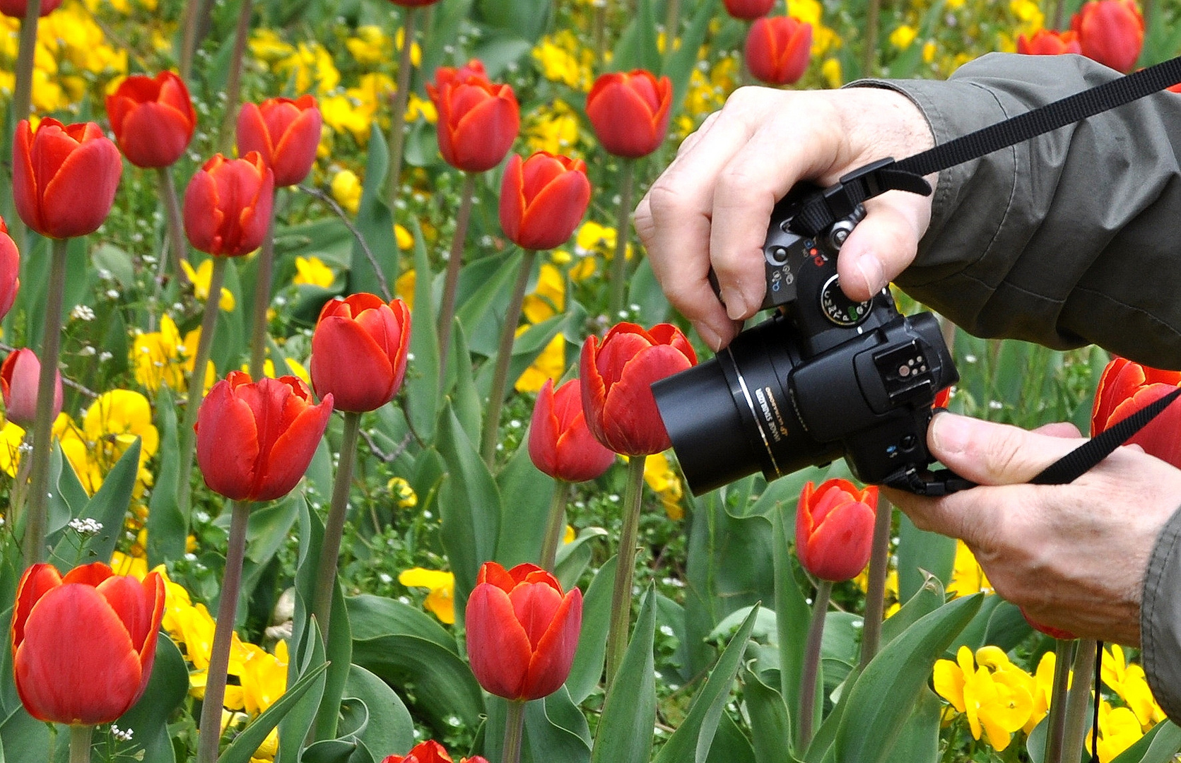 der Tulpenfotograf