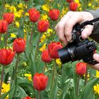 der Tulpenfotograf