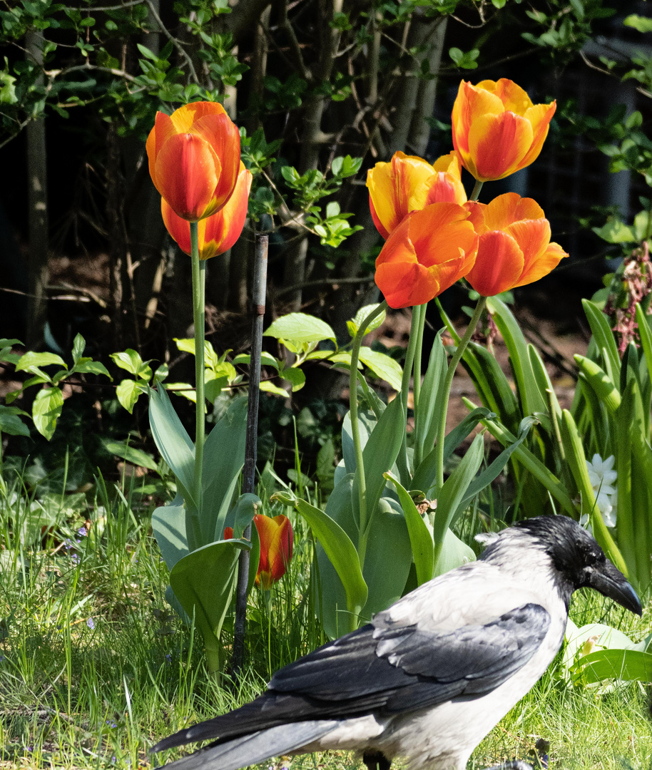 Der Tulpenfreund