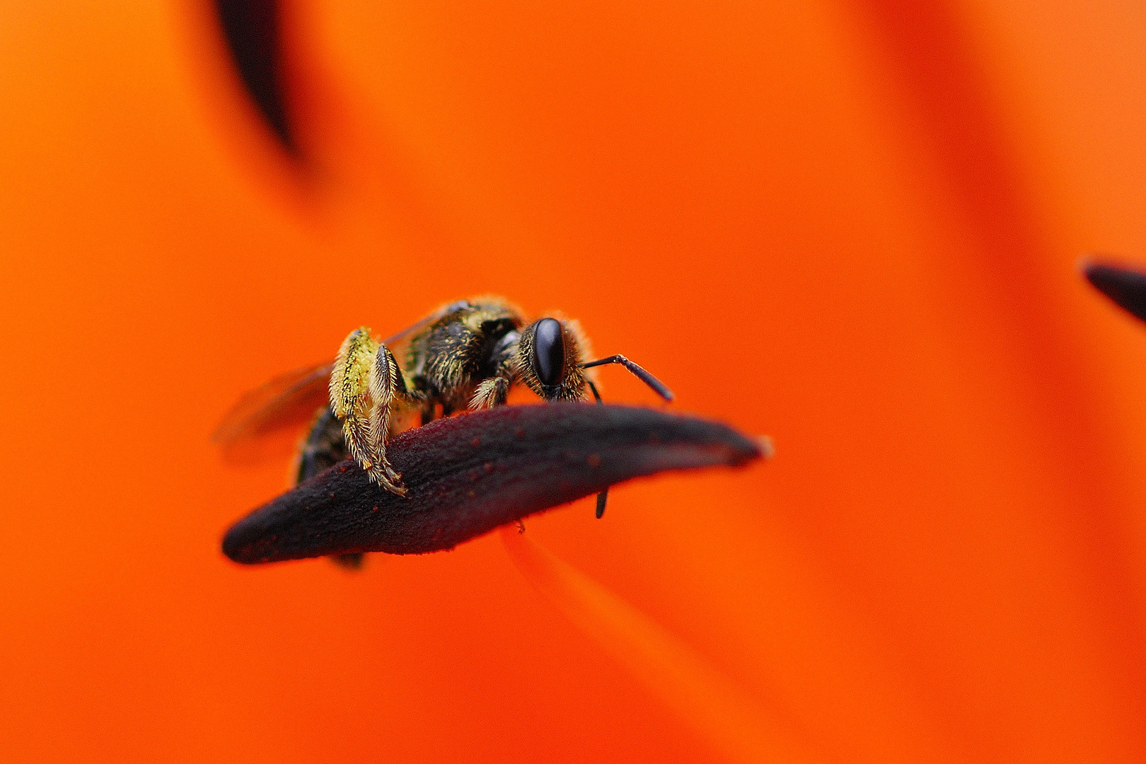 der Tulpensurfer