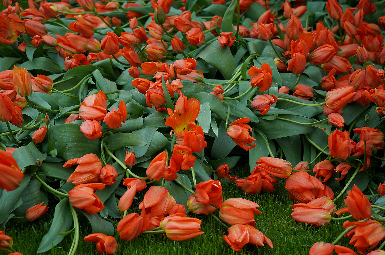 Der Tulpentanz im Keukenhof