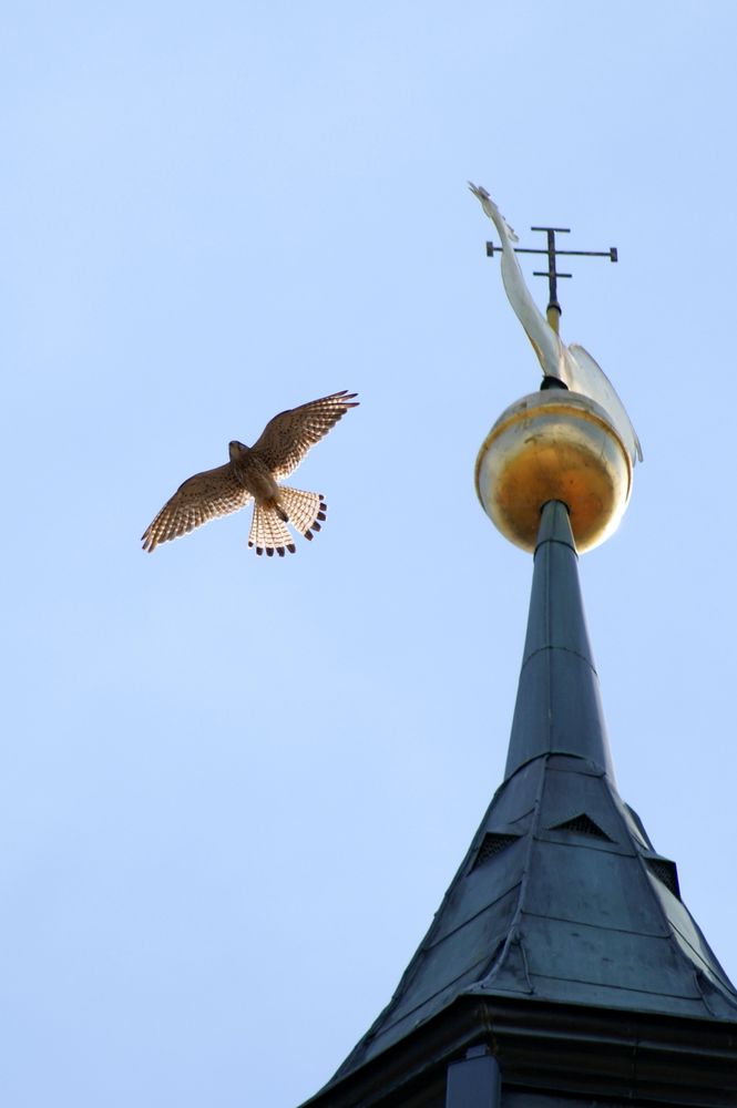 Der Turm und sein Falke