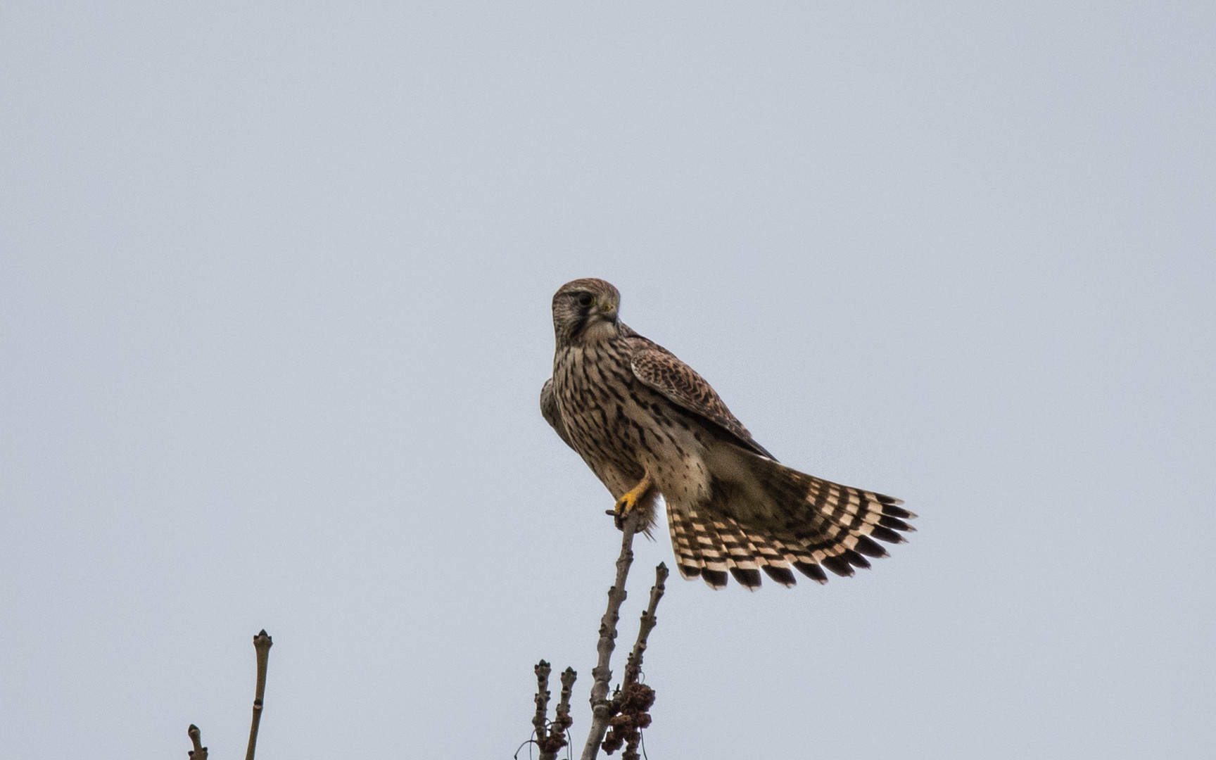 Der Turmfalke