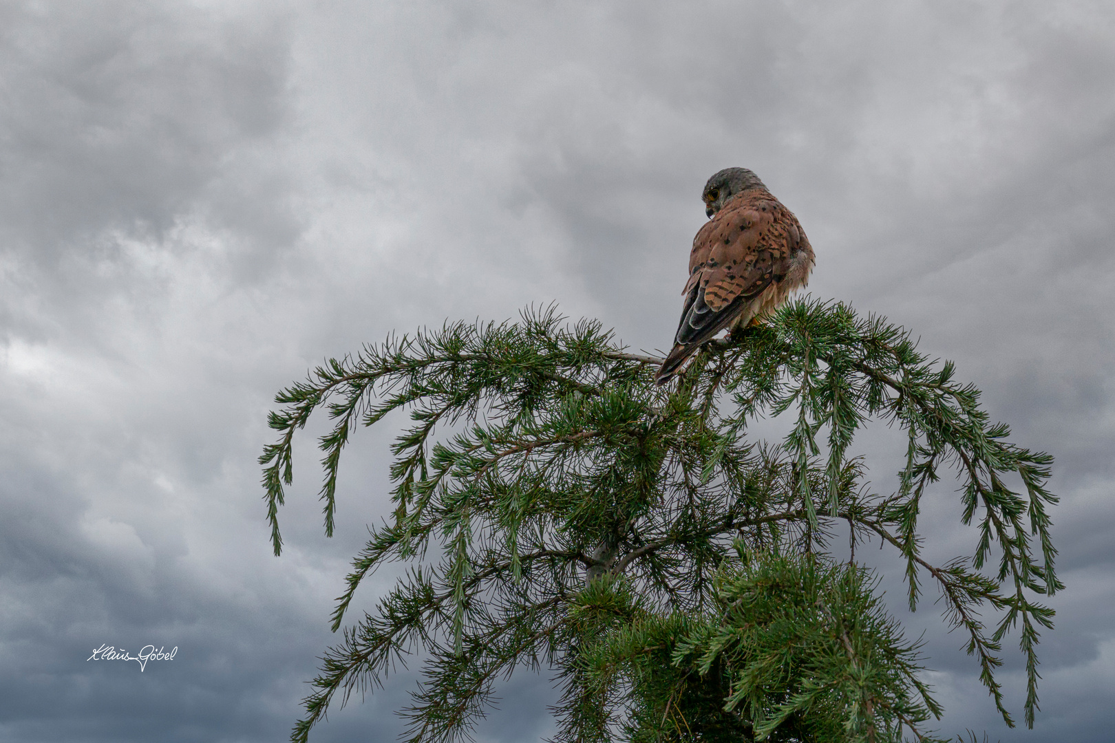 Der Turmfalke...