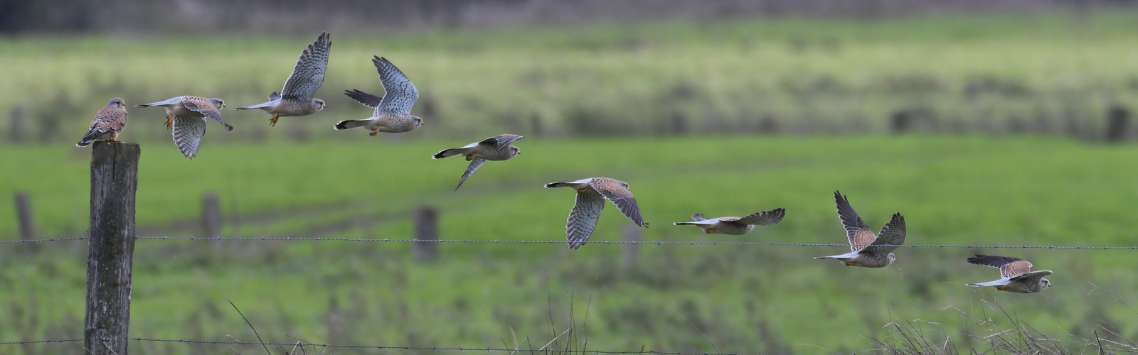 Der Turmfalke 