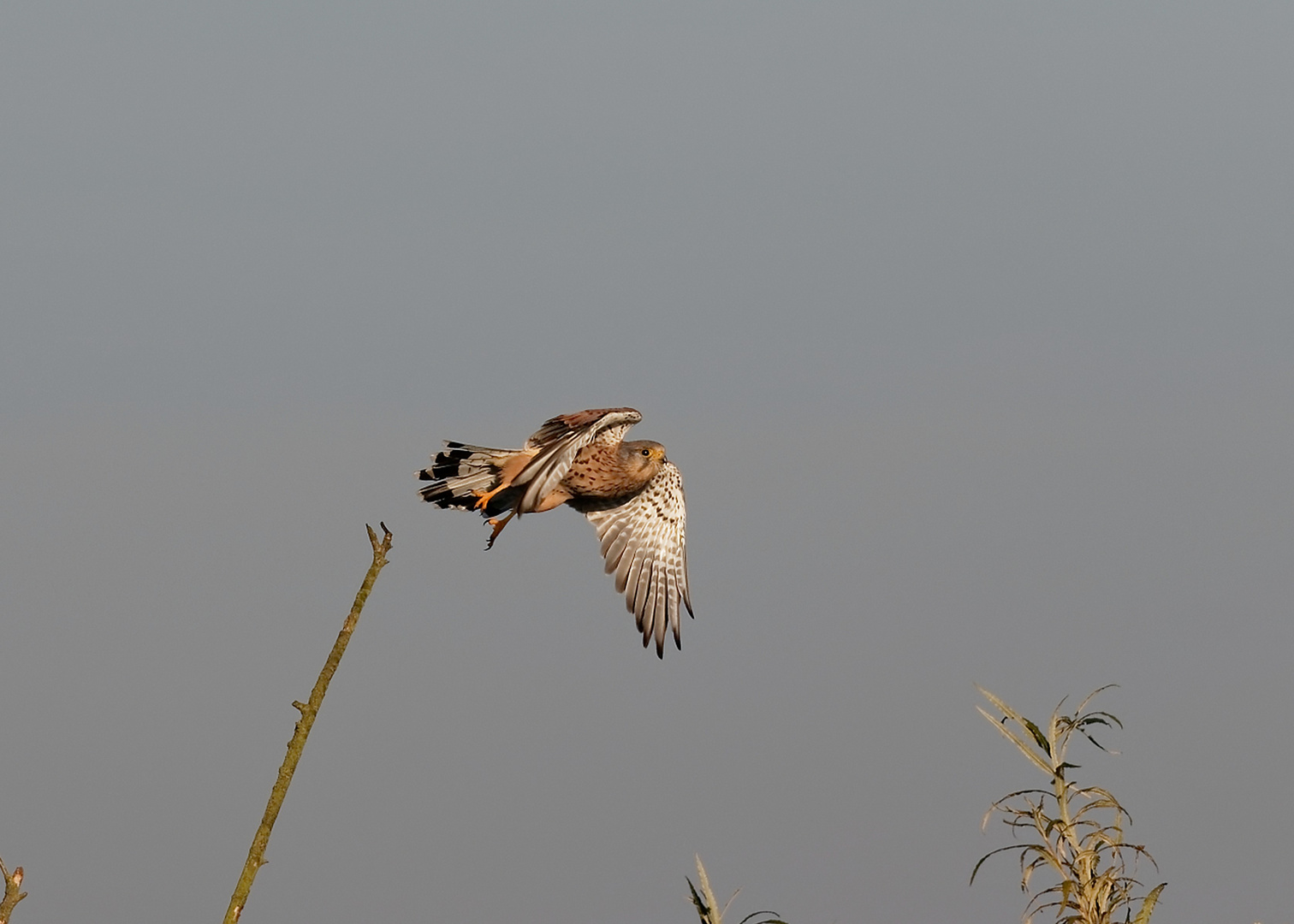 Der Turmfalke. 