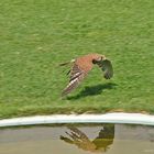 Der Turmfalke - Adlerwarte Landskron (01/2012)