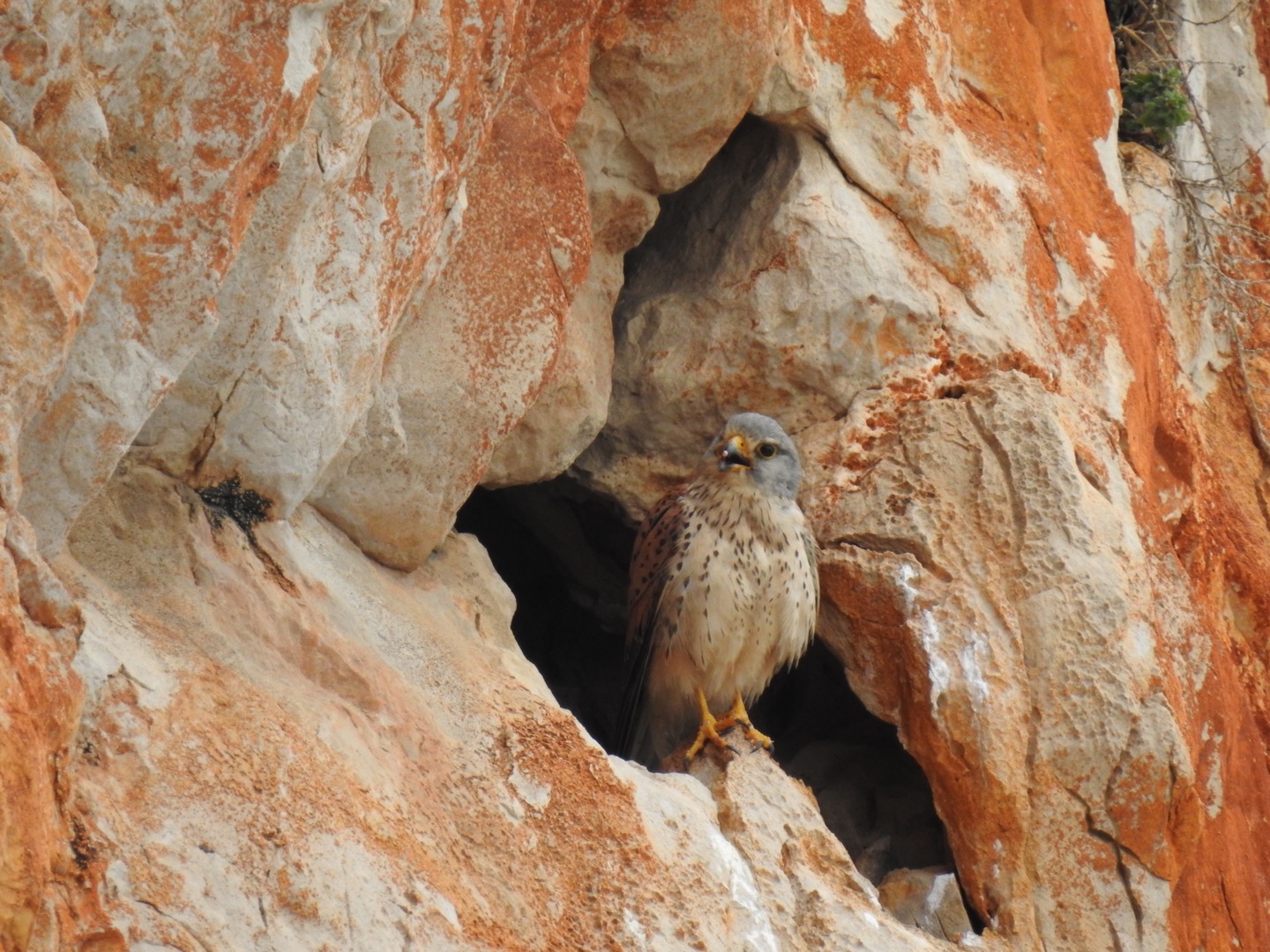 Der Turmfalke auf Mallorca 