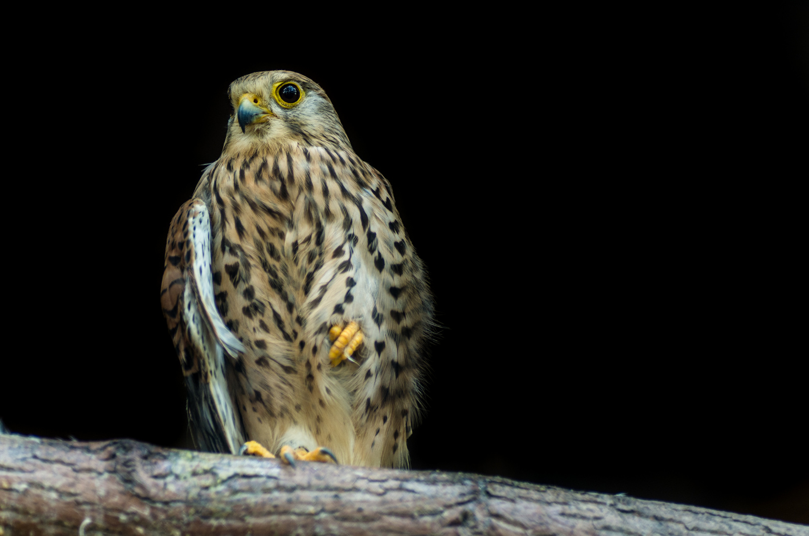 Der Turmfalke aus Halle