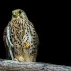 Der Turmfalke aus Halle