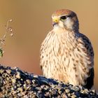 Der Turmfalke bei seiner Mahlzeit.