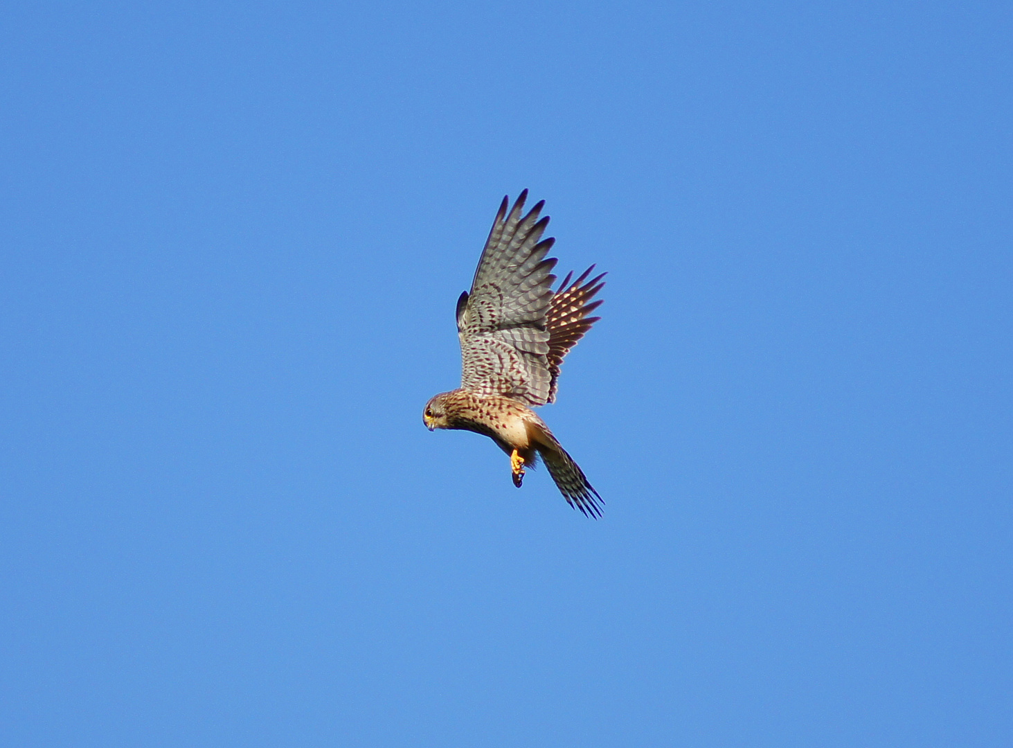 Der Turmfalke beim Rütteln