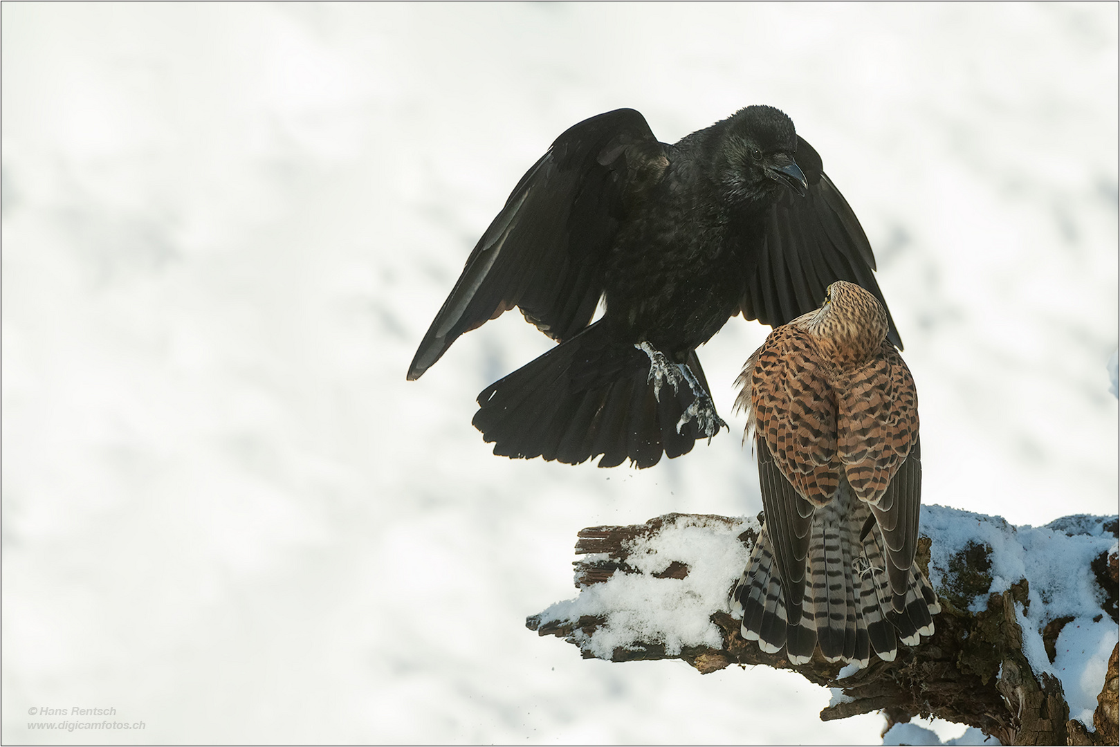 Der Turmfalke blieb Sieger ....