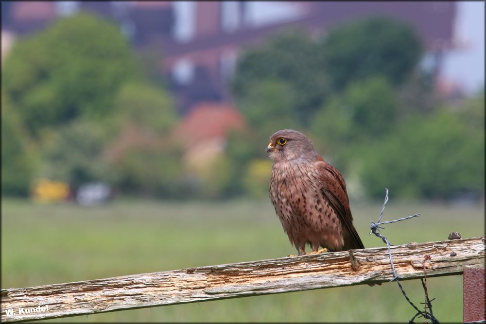 der Turmfalke