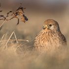 Der Turmfalke (Falco tinnunculus)