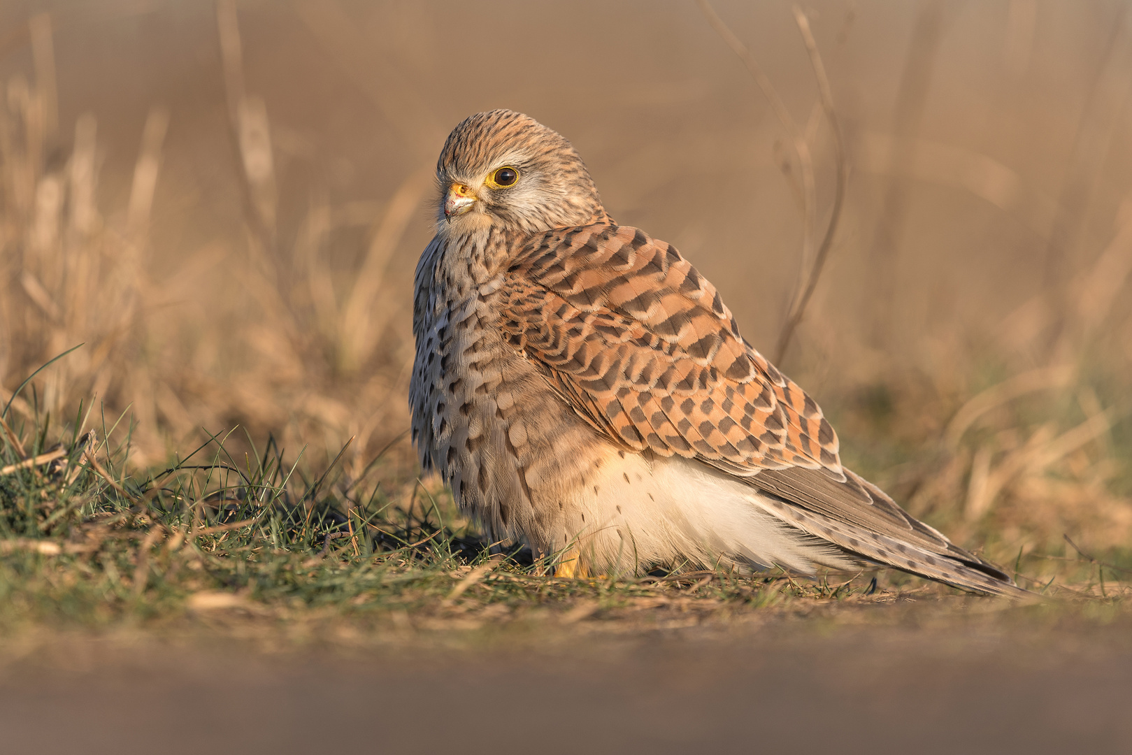 Der Turmfalke (Falco tinnunculus)