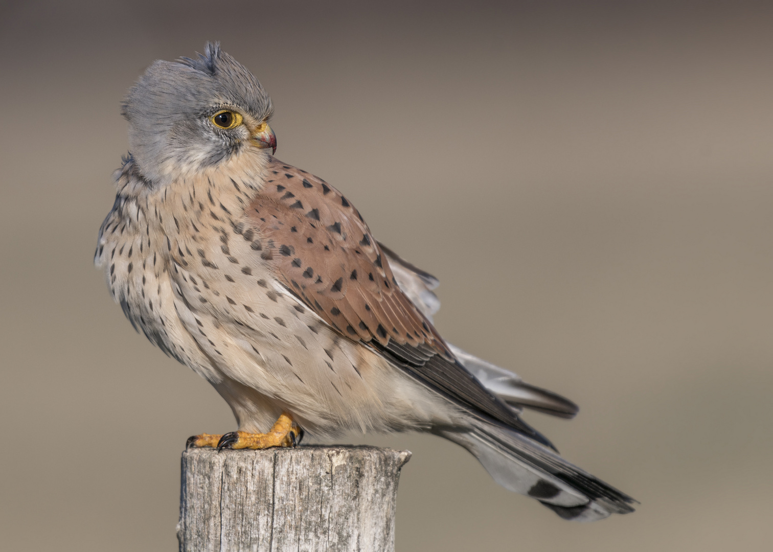 Der Turmfalke (Falco tinnunculus)