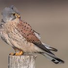 Der Turmfalke (Falco tinnunculus)