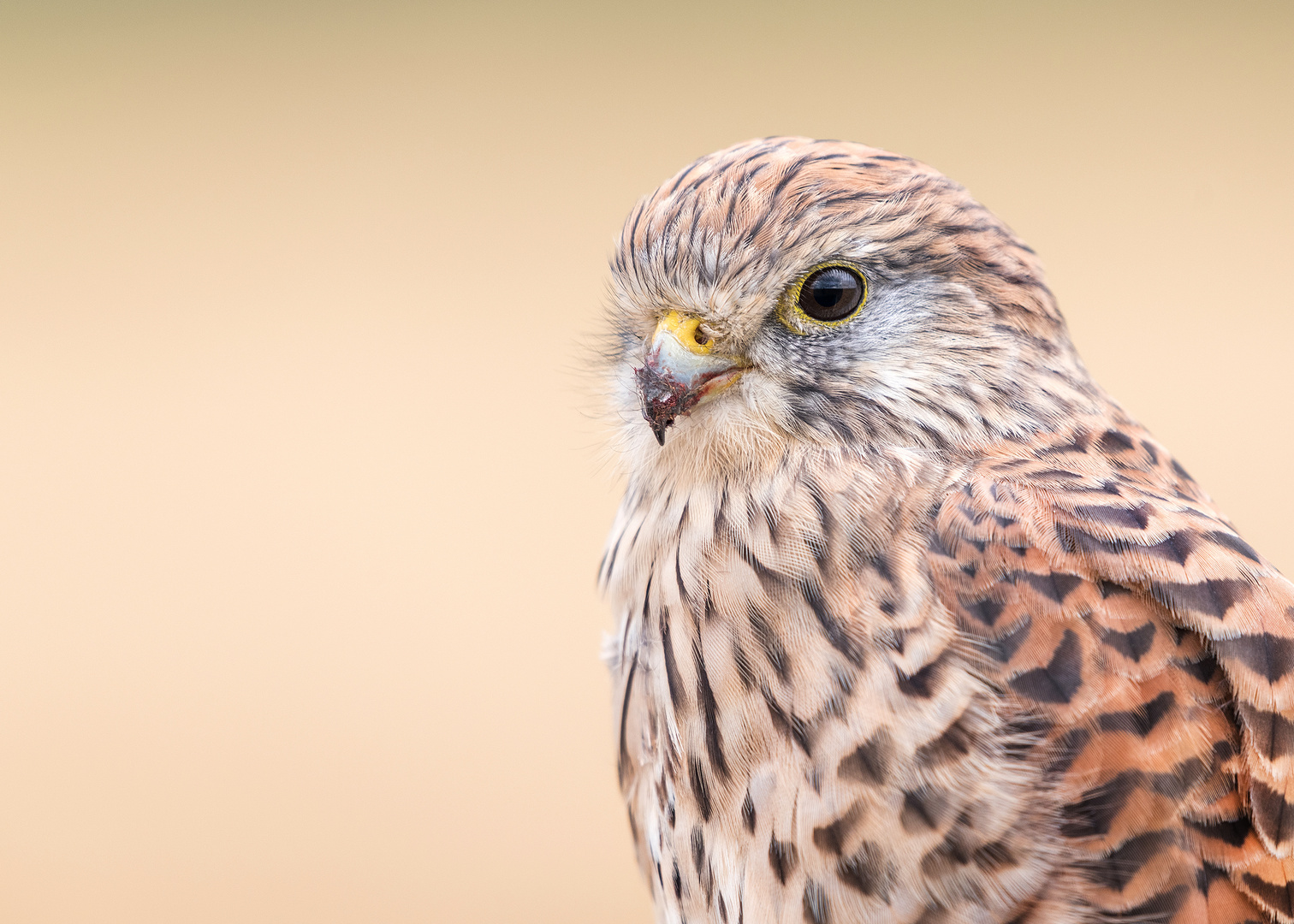 Der Turmfalke (Falco tinnunculus)