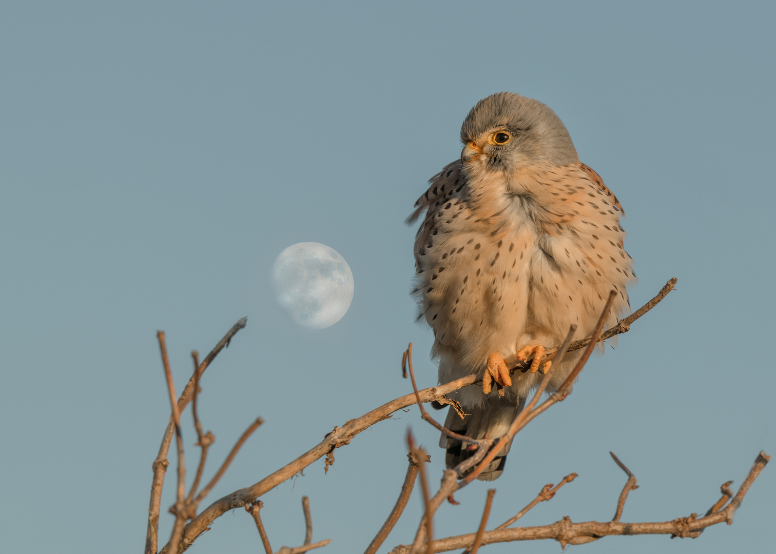 Der Turmfalke (Falco tinnunculus)