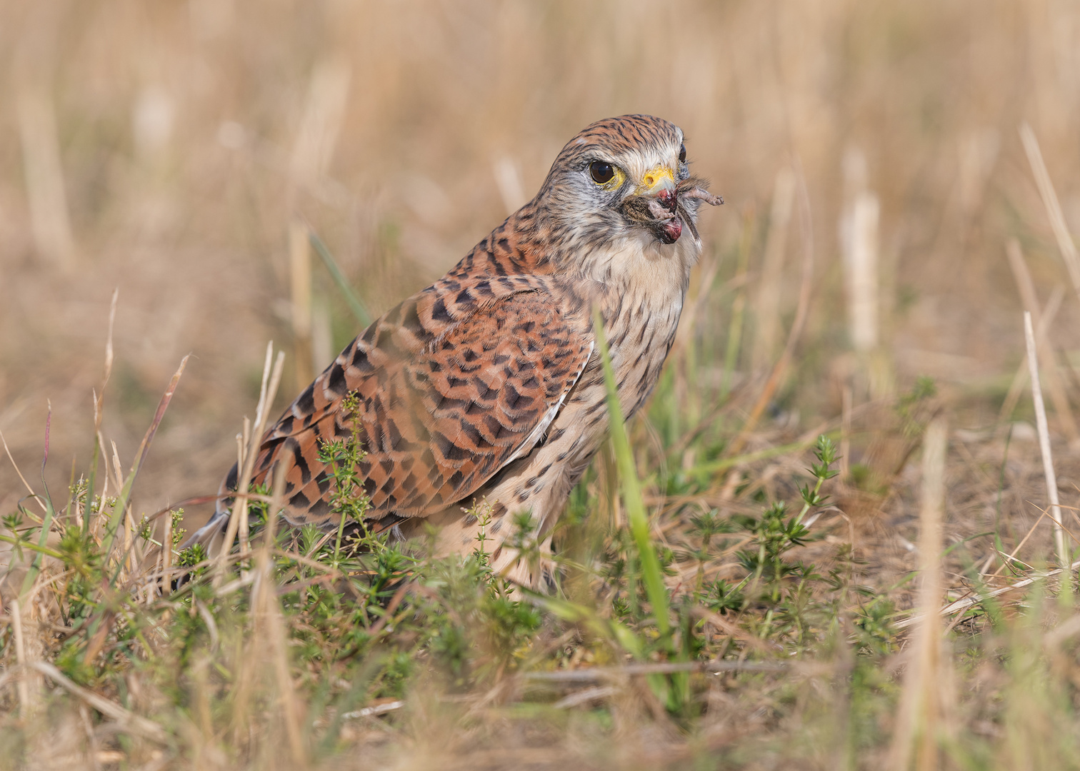 Der Turmfalke (Falco tinnunculus)