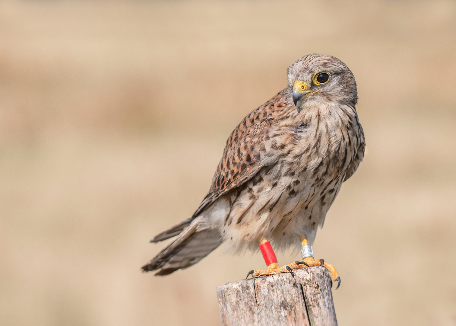 Der Turmfalke (Falco tinnunculus)