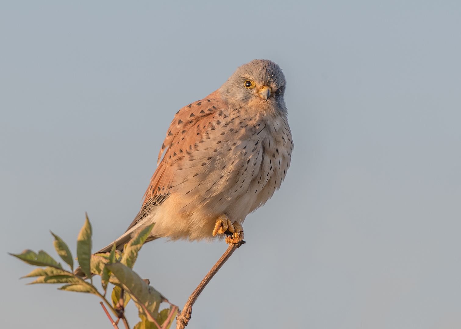 Der Turmfalke (Falco tinnunculus)