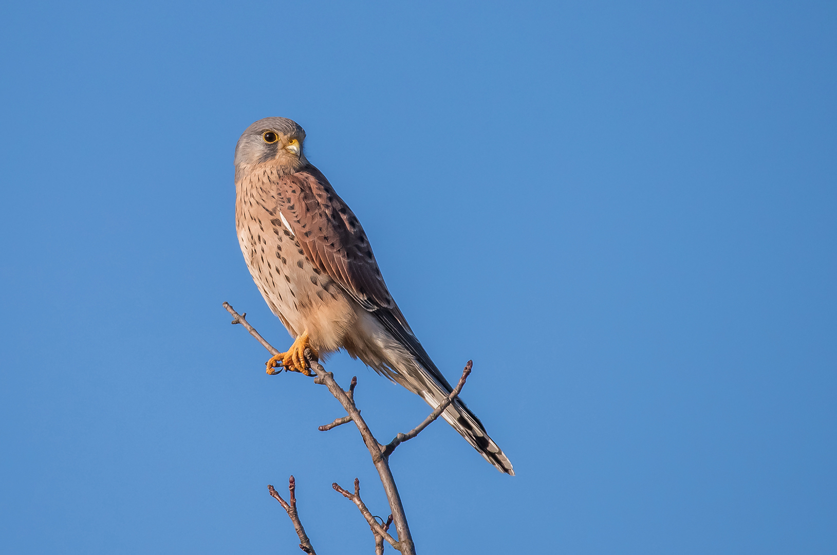 Der Turmfalke (Falco tinnunculus)