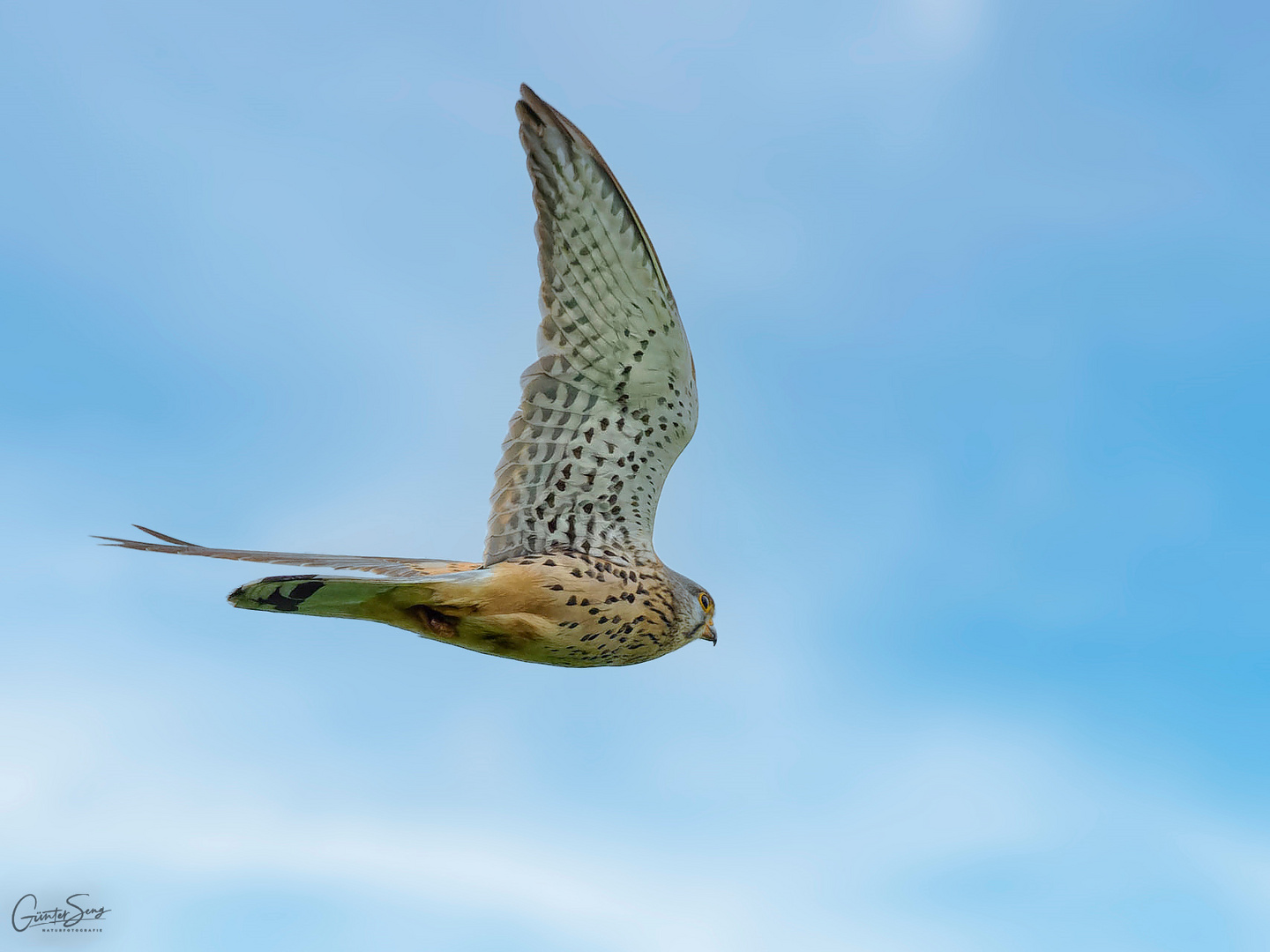 Der Turmfalke (Falco tinnunculus)