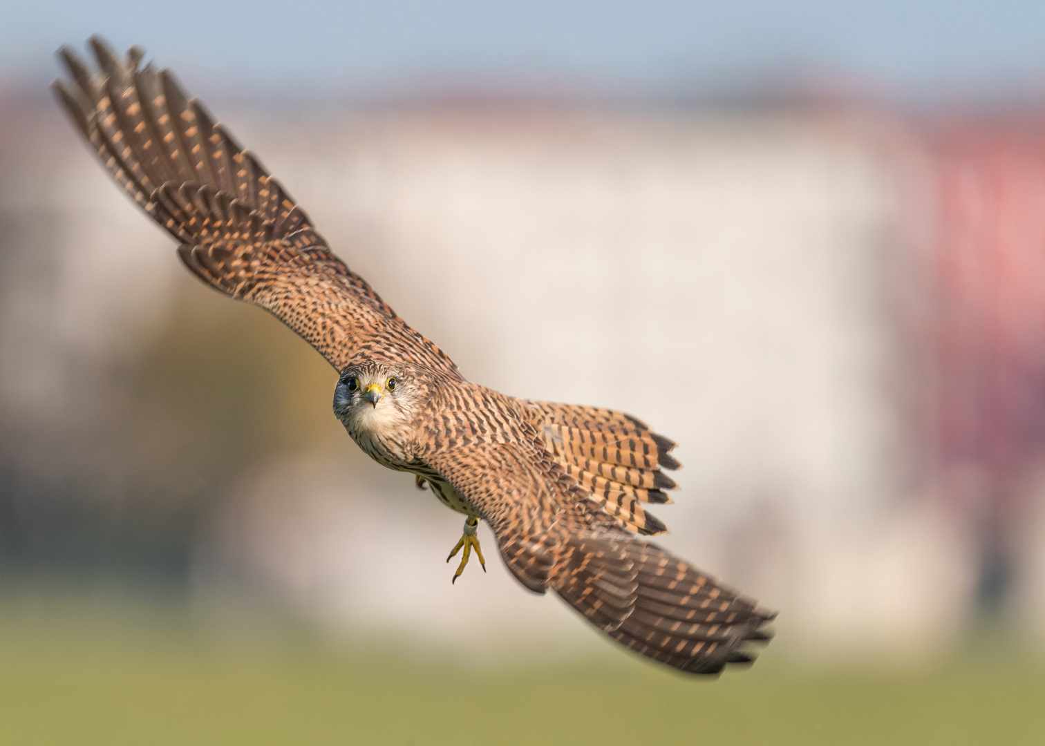 Der Turmfalke (Falco tinnunculus)  