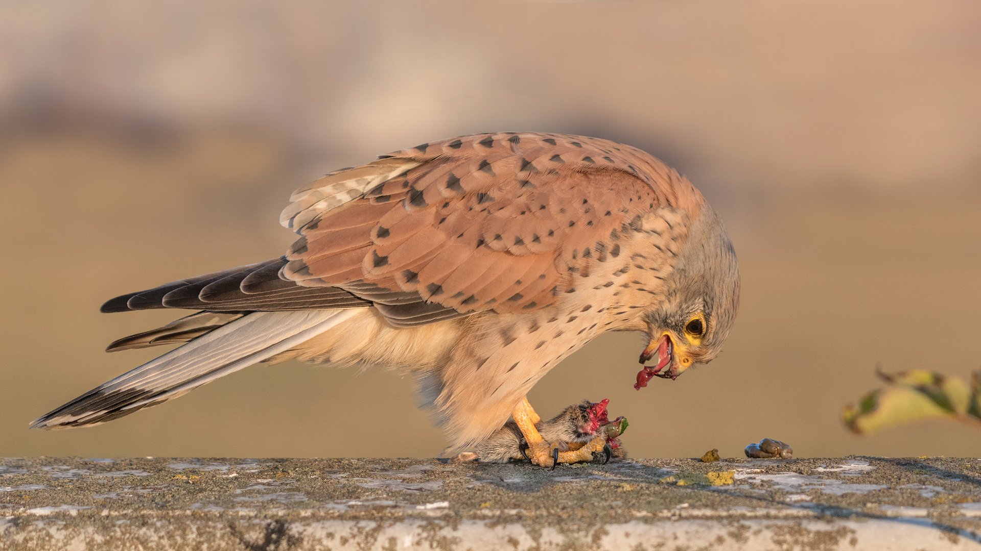 Der Turmfalke (Falco tinnunculus)