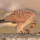 Der Turmfalke (Falco tinnunculus)