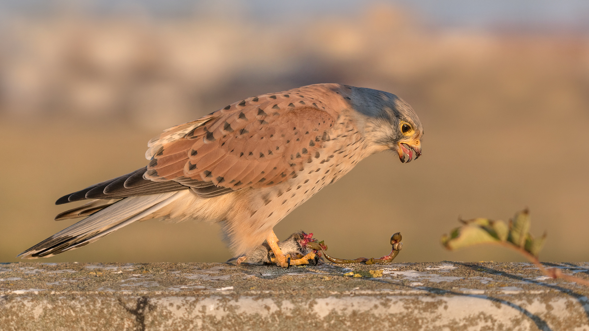 Der Turmfalke (Falco tinnunculus)