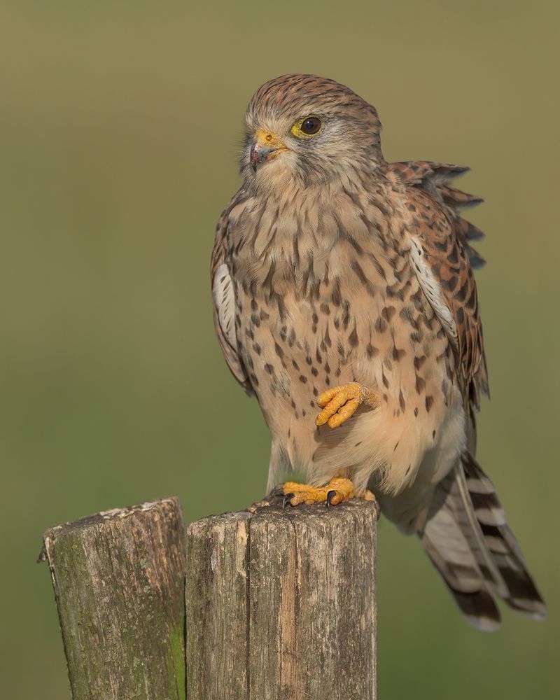 Der Turmfalke (Falco tinnunculus) Foto & Bild tiere, wildlife, wild