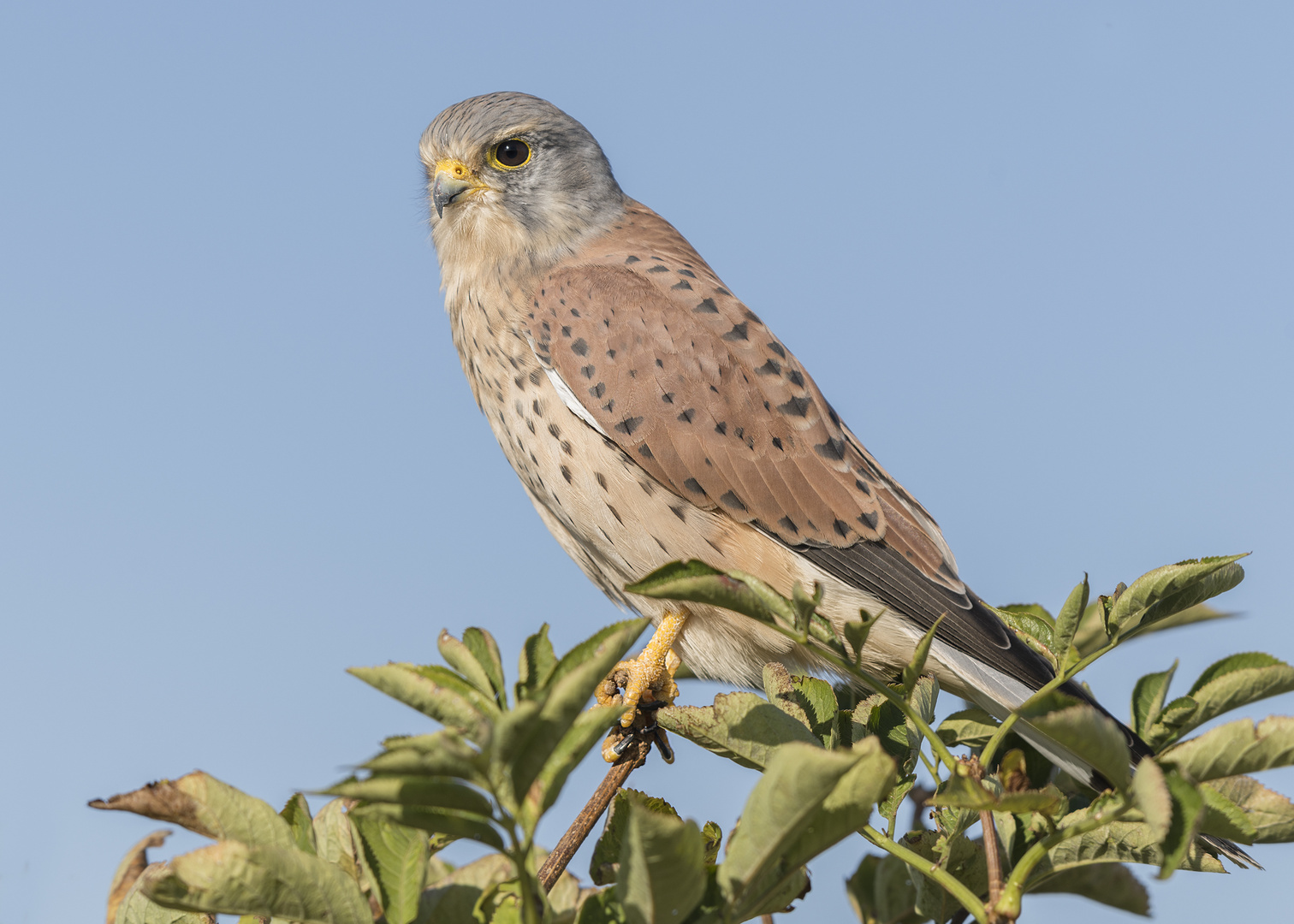 Der Turmfalke (Falco tinnunculus)