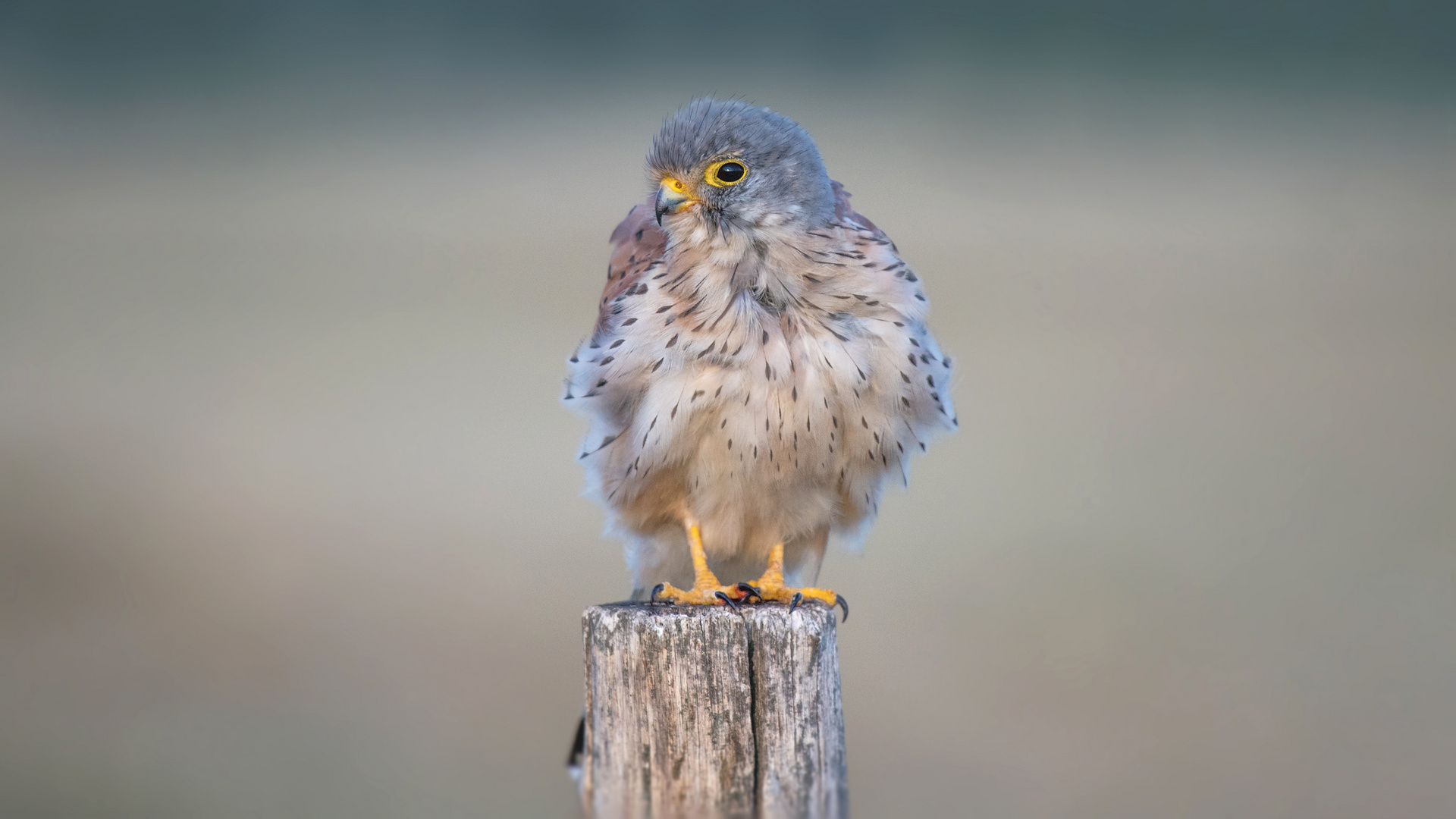 Der Turmfalke (Falco tinnunculus)