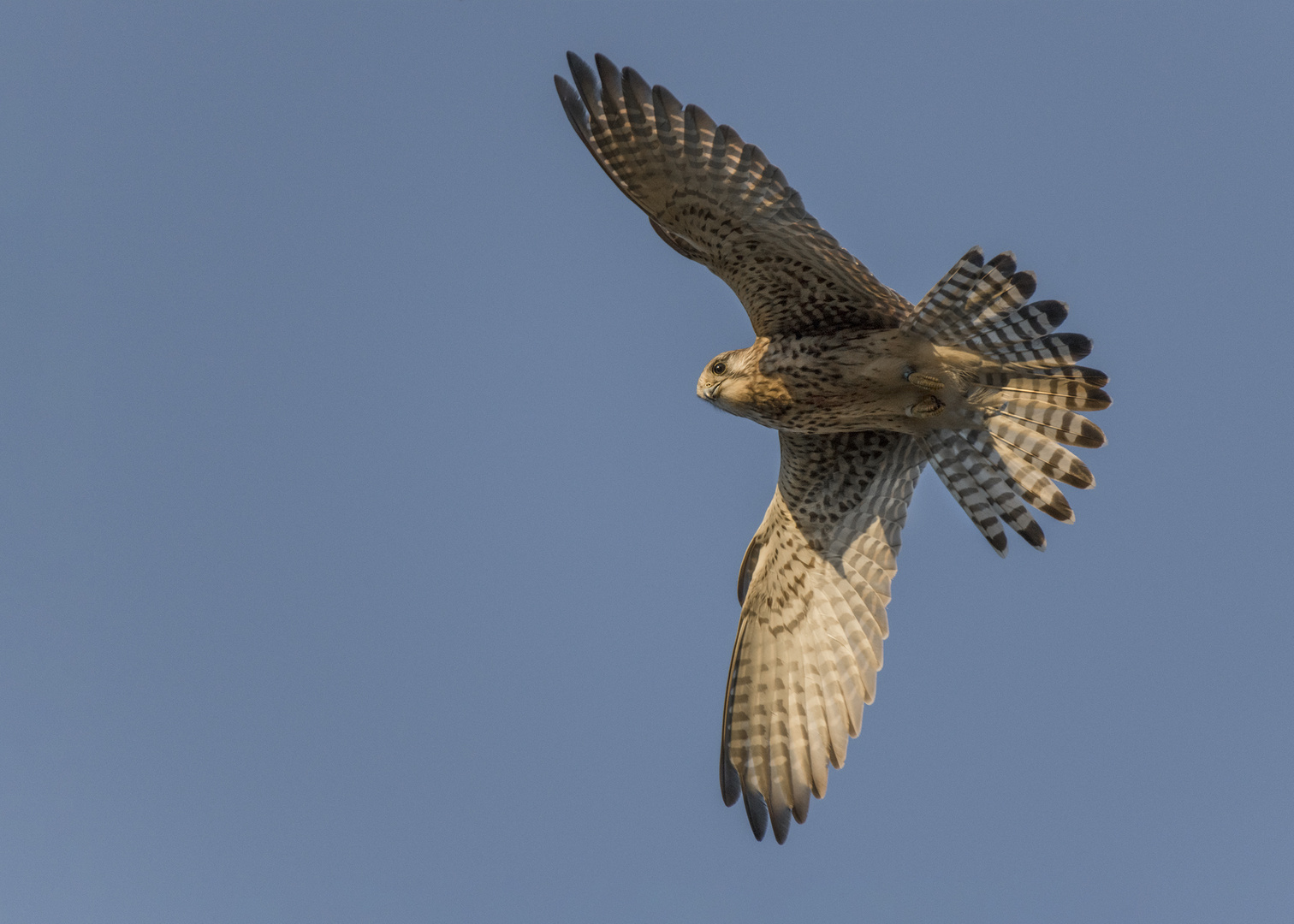 Der Turmfalke (Falco tinnunculus)