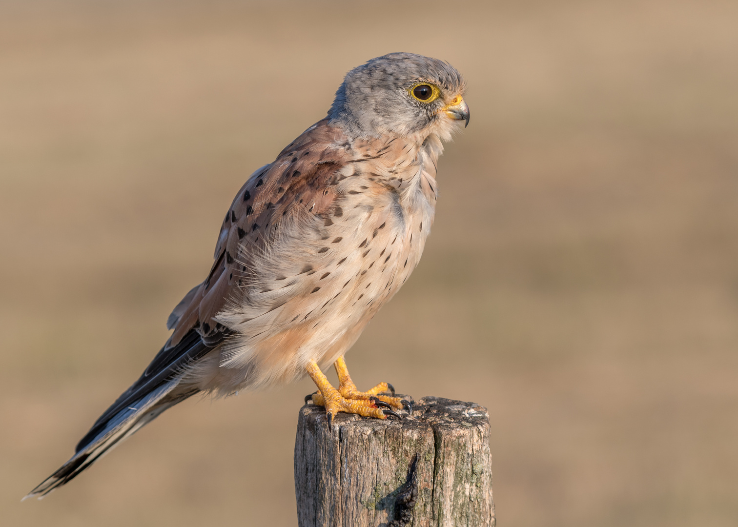 Der Turmfalke (Falco tinnunculus)