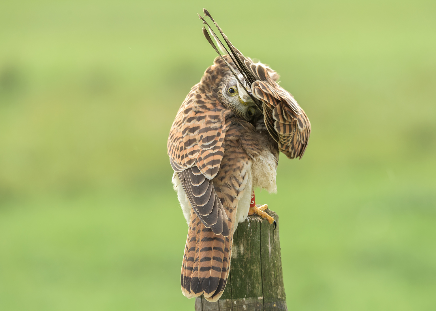 Der Turmfalke (Falco tinnunculus)