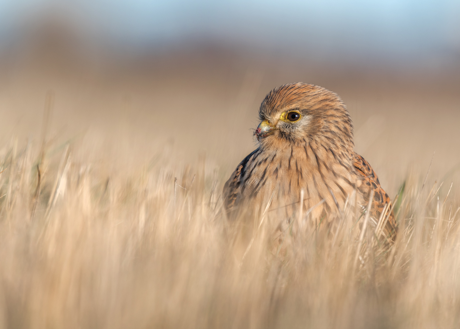 Der Turmfalke (Falco tinnunculus)