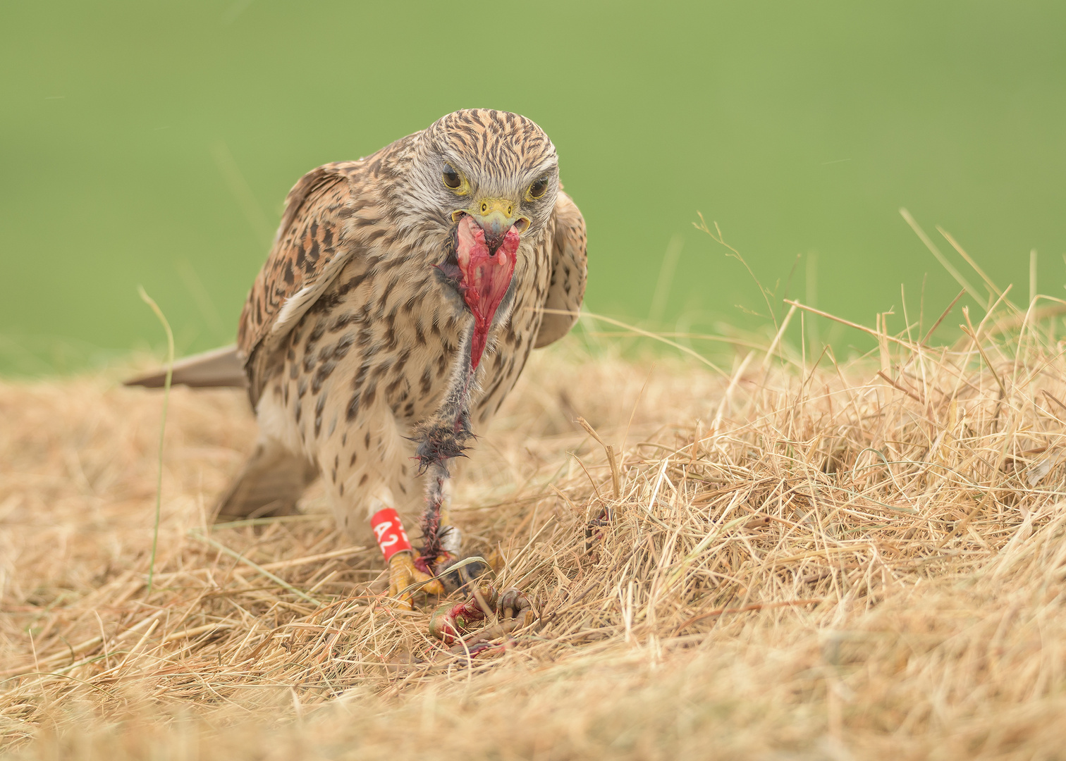 Der Turmfalke (Falco tinnunculus)