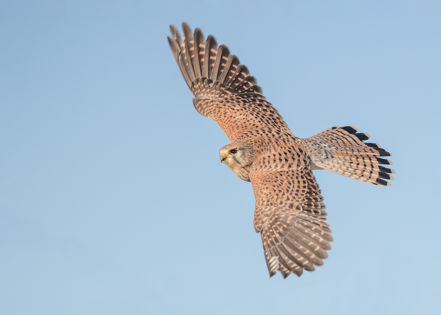 Der Turmfalke (Falco tinnunculus)