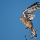 Der Turmfalke (Falco tinnunculus)