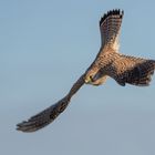 Der Turmfalke (Falco tinnunculus)