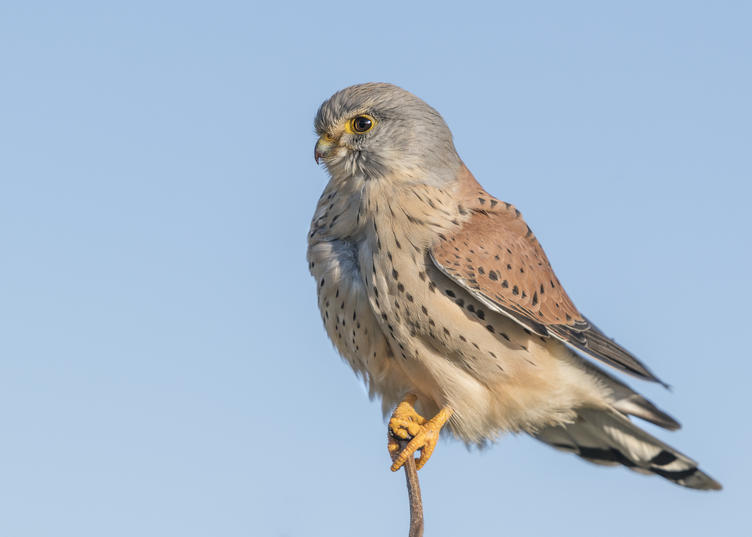 Der Turmfalke (Falco tinnunculus)