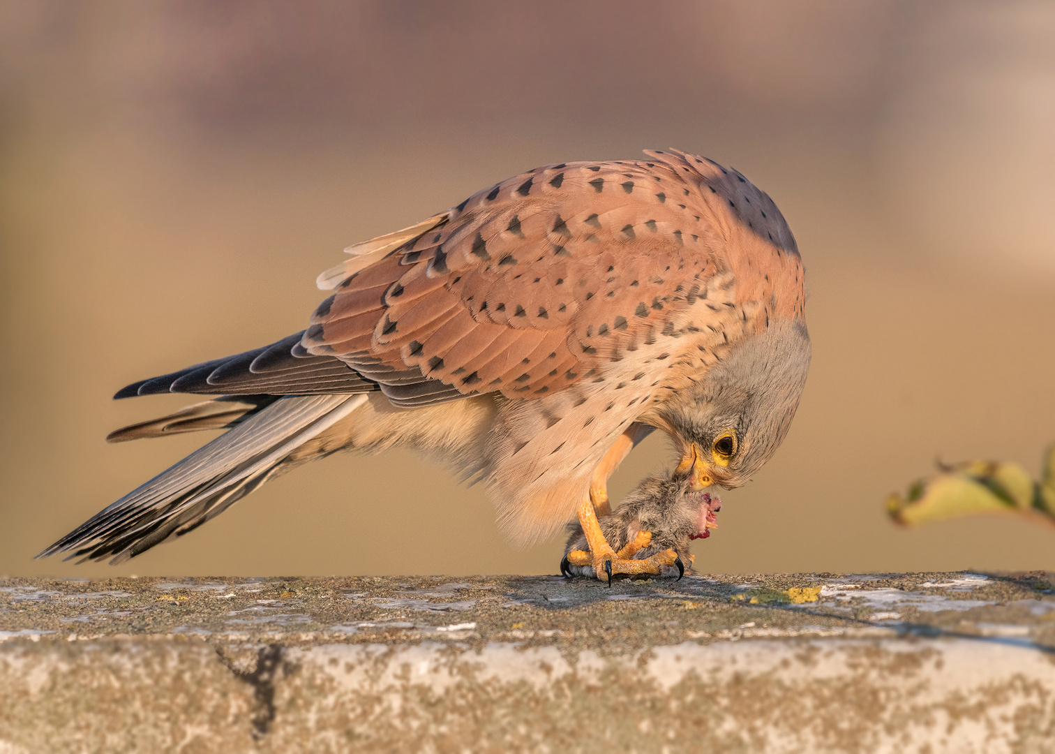 Der Turmfalke (Falco tinnunculus)