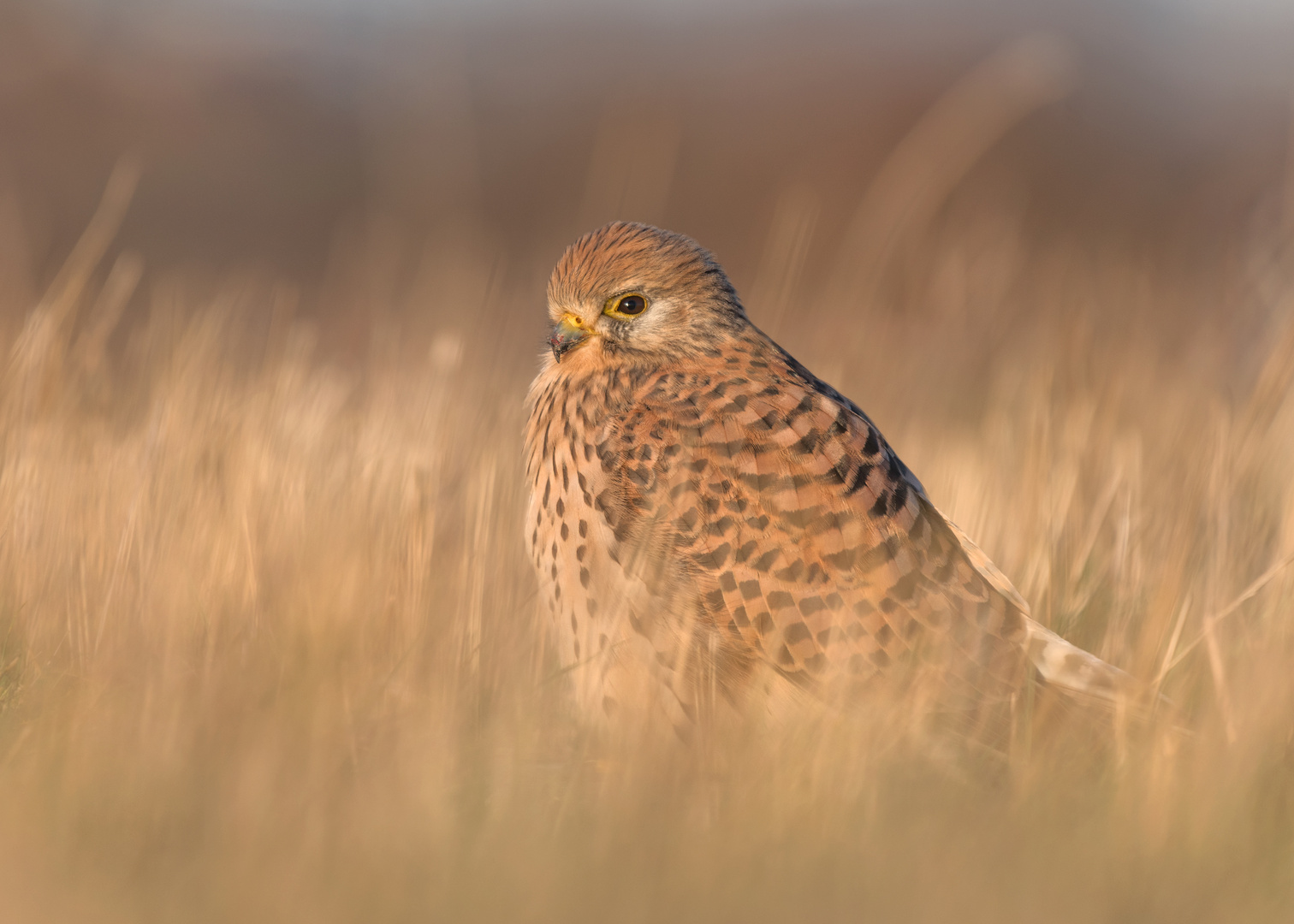 Der Turmfalke (Falco tinnunculus)