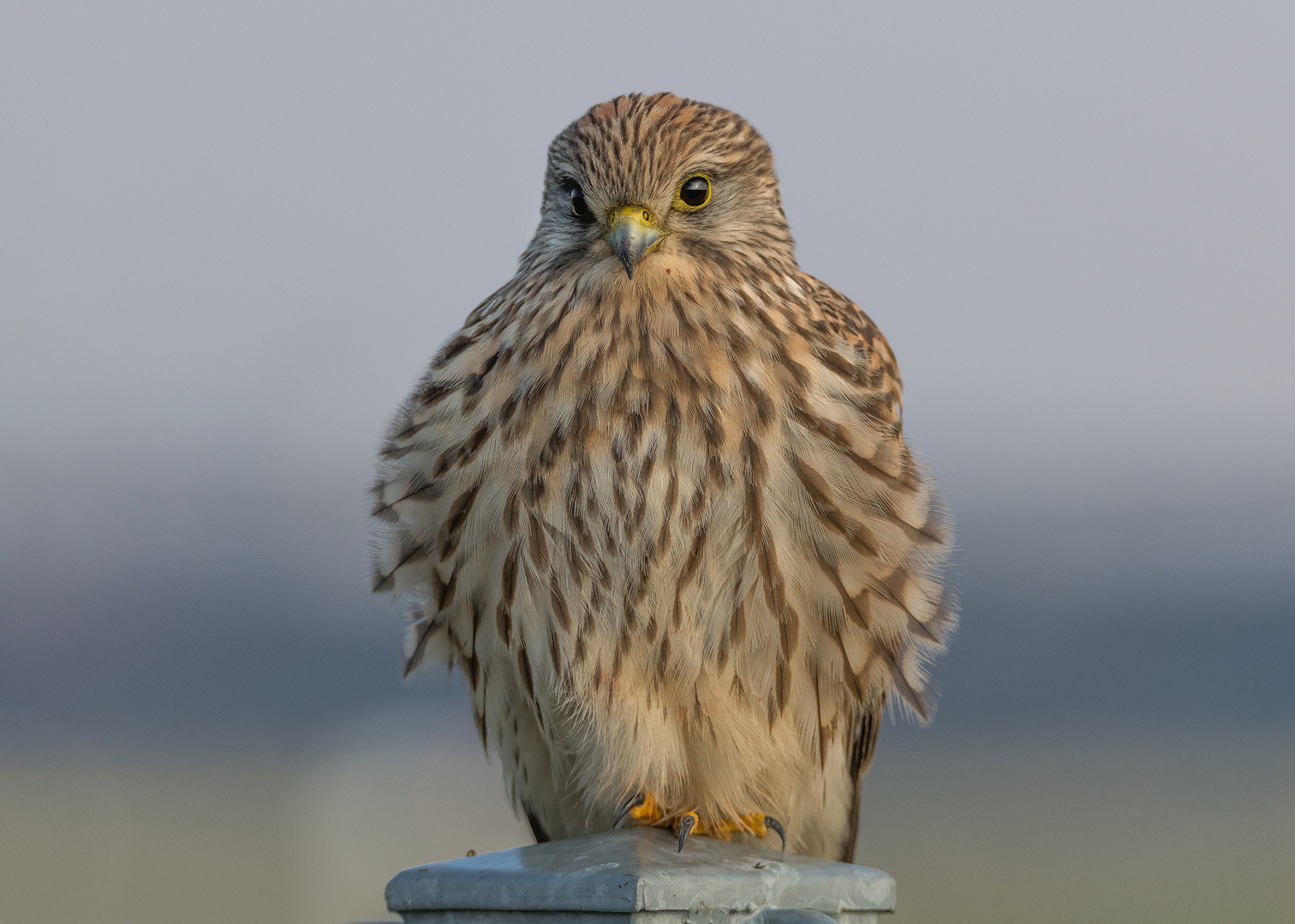 Der Turmfalke (Falco tinnunculus)