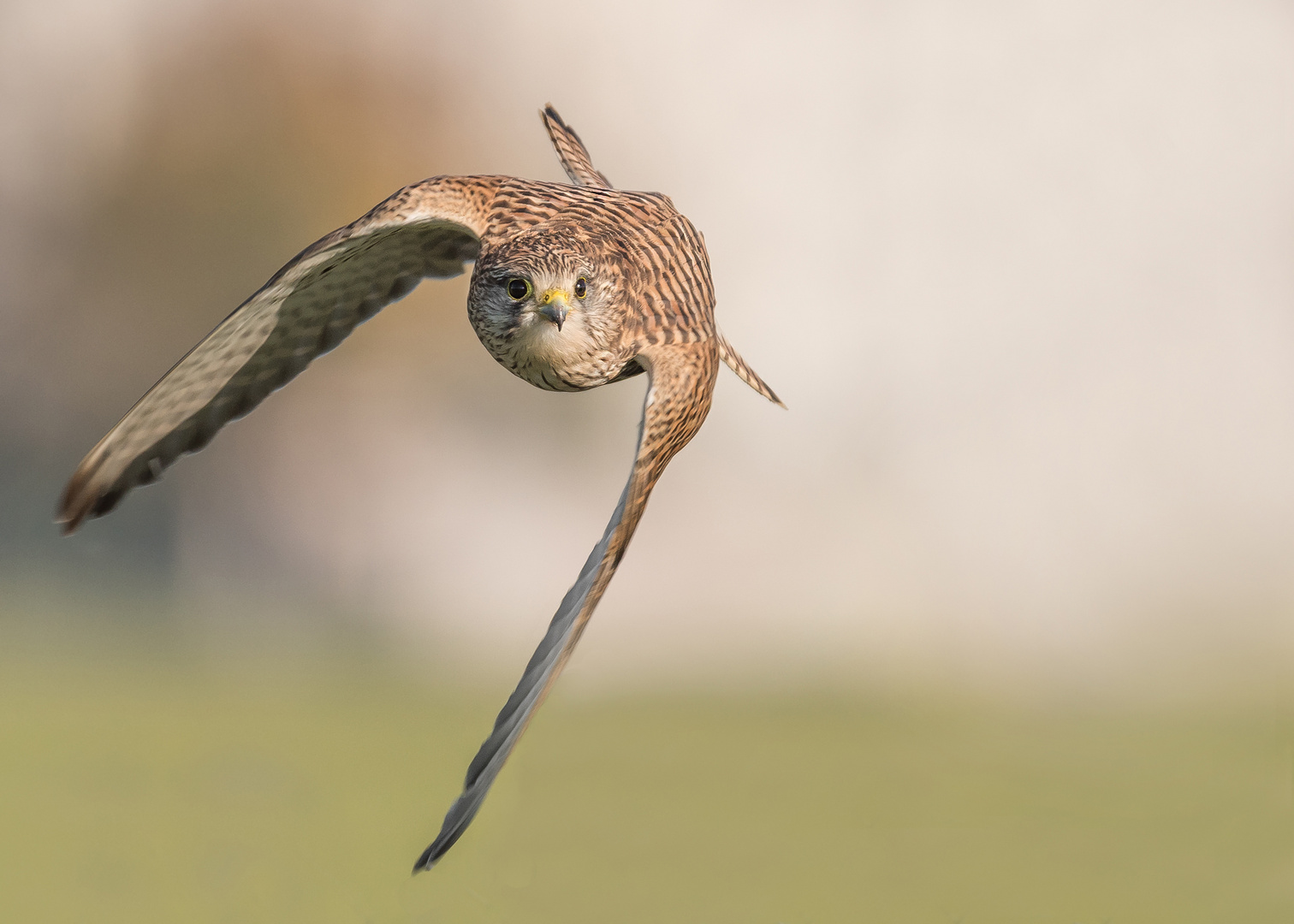 Der Turmfalke (Falco tinnunculus)  