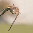 Der Turmfalke (Falco tinnunculus)  
